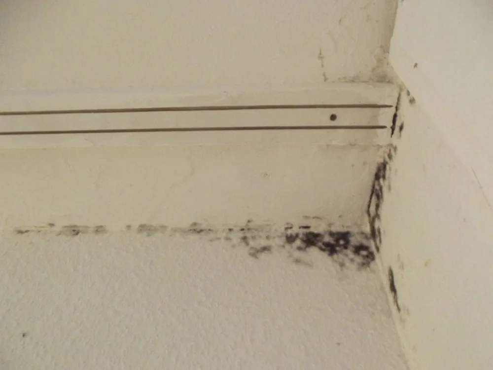 Technician in protective gear removing a mold-damaged wall in an Auburndale home